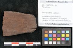 Foto (Objekt + Etikett) von Plantae indet.  (NHMW-GEO-2024-0188-10476)